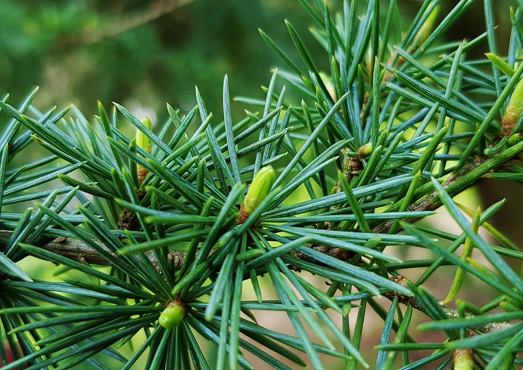 Zeder, Cedrus, Libanon-Zeder, Cedrus libani