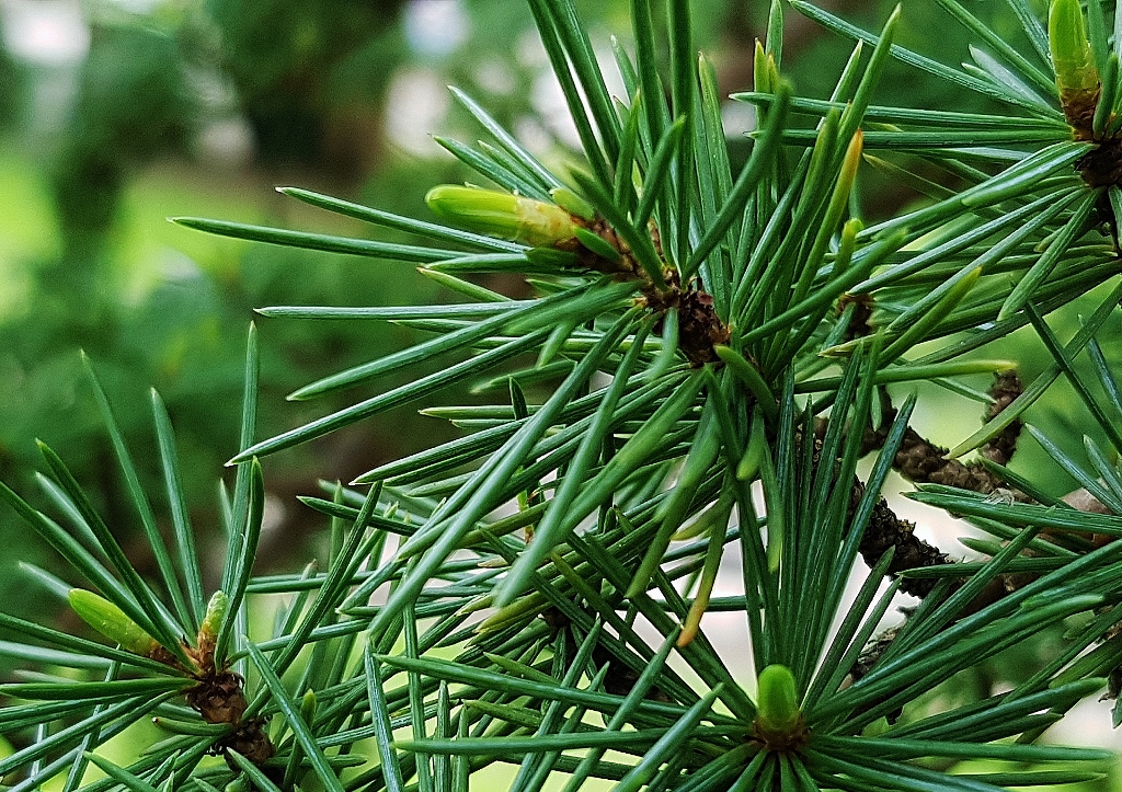 Zeder, Cedrus, Libanon-Zeder, Cedrus libani