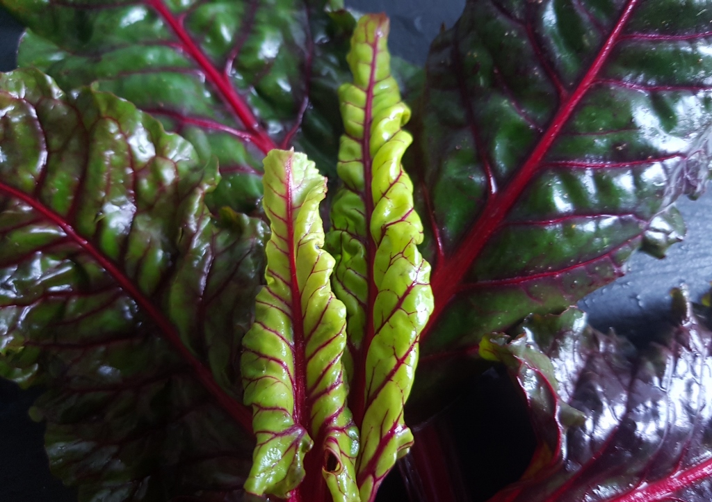 Stielmangold, Mangold, Beta vulgaris subsp. vulgaris