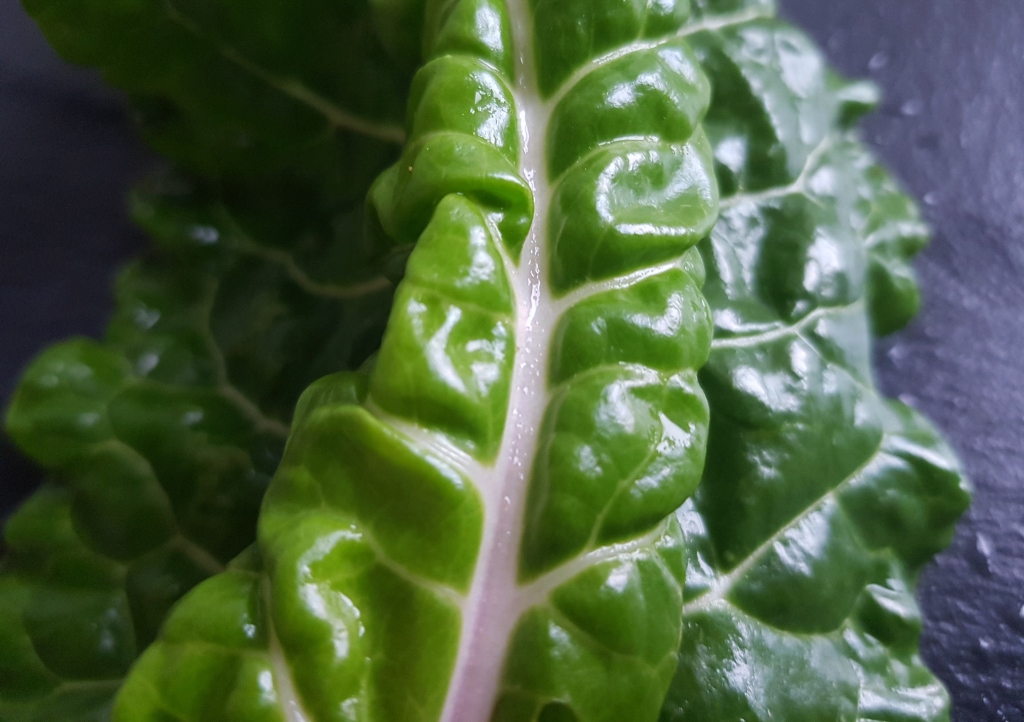 Stielmangold, Genfer Krautstiel, Mangold, Beta vulgaris subsp. vulgaris