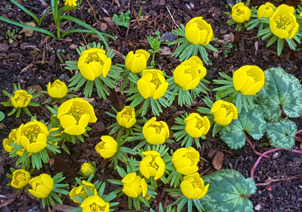 Winterling, Winterlinge, Eranthis