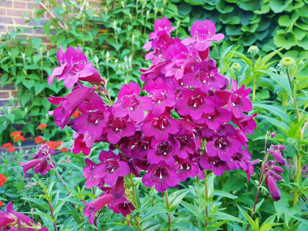 Bartfaden, Bartfäden, Penstemon