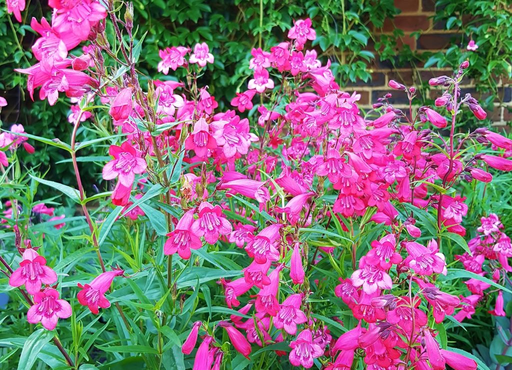 Bartfaden, Bartfäden, Penstemon