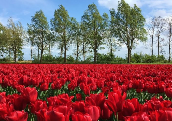 Tulpen, Tulpe, Tulipa, Tulpenfeld, Holländische Tulpen, Frühlingsblume, Frühlingsblumen