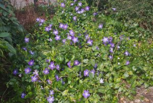 Waldrebe, Waldreben, Clematis