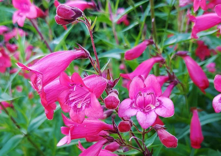 Bartfaden, Bartfäden, Penstemon