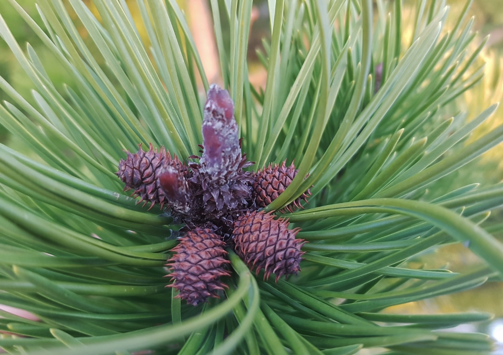 Kiefer, Kiefern, Föhre, Föhren, Pinus, Pinie, Pinien, Kiefernbaum, Kiefernbäume, Kiefernzapfen