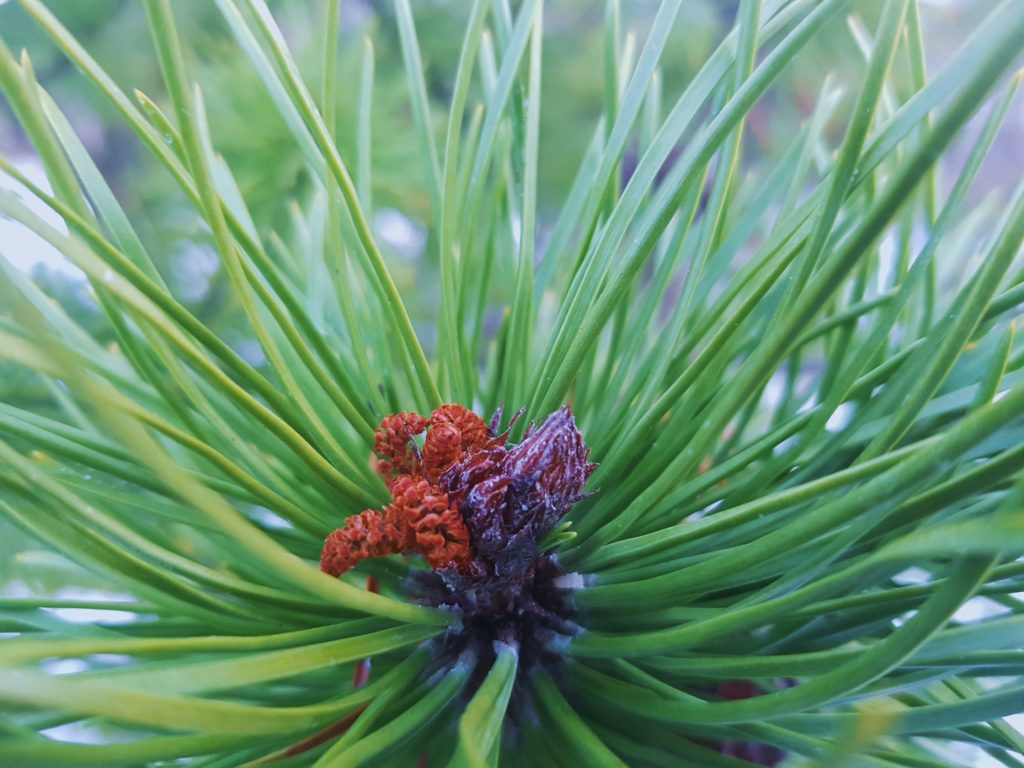 Kiefer, Kiefern, Föhre, Föhren, Pinus, Pinie, Pinien, Kiefernbaum, Kiefernbäume, Kiefernstrauch, Kiefernnadeln, Kiefernblüte