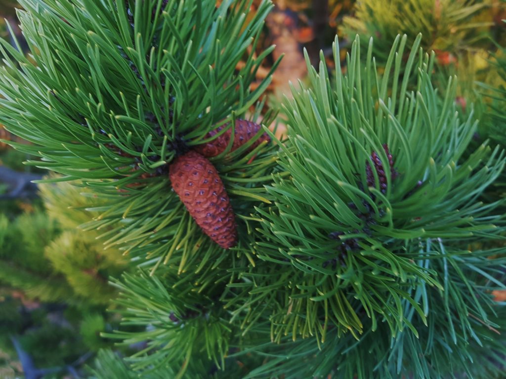 Kieferngewächse, Kiefer, Kiefern, Föhre, Föhren, Pinus, Pinie, Pinien, Kiefernbaum, Kiefernbäume, Kiefernstrauch, Kiefernnadeln, Kiefernblüte, Kiefernzapfen