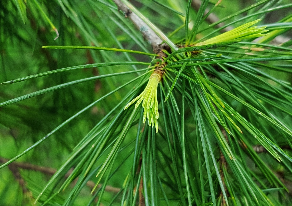 Pinie, Pinus, Pinus pinea, Piniennadeln, Glasgow Botanic Gardens, Botanischer Garten Glasgow
