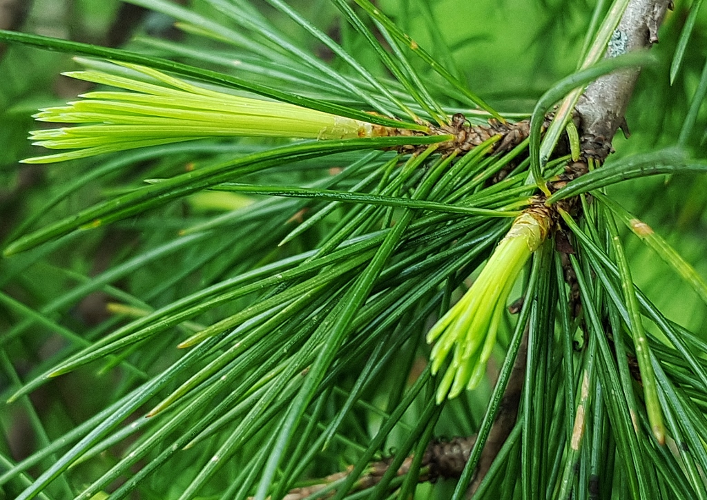 Pinie, Pinus, Pinus pinea