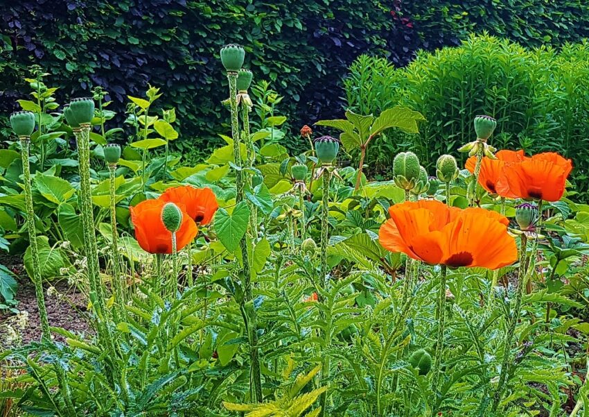 Mohn, Mohnblume, Mohnblumen, Schlafmohn, Papaver, Papaver somniferum