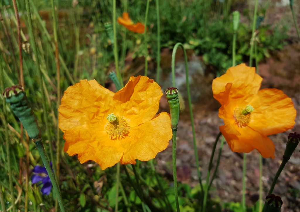 Mohn, Mohnblume, Mohnblumen, Scheinmohn, Kambrischer Scheinmohn, Auranticana, Kambrischer Mohn, Wald-Scheinmohn, Meconopsis cambrica, Papaver cambricum