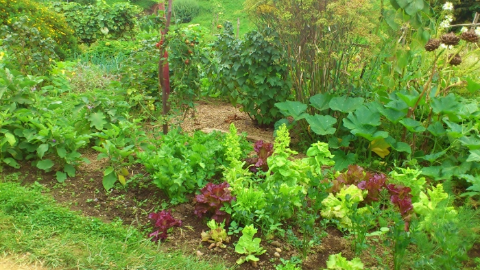 Gemuse Pflanzen Was Passt Zusammen Garten Gemuese Pflanzen - Garten Design Idee Fotos