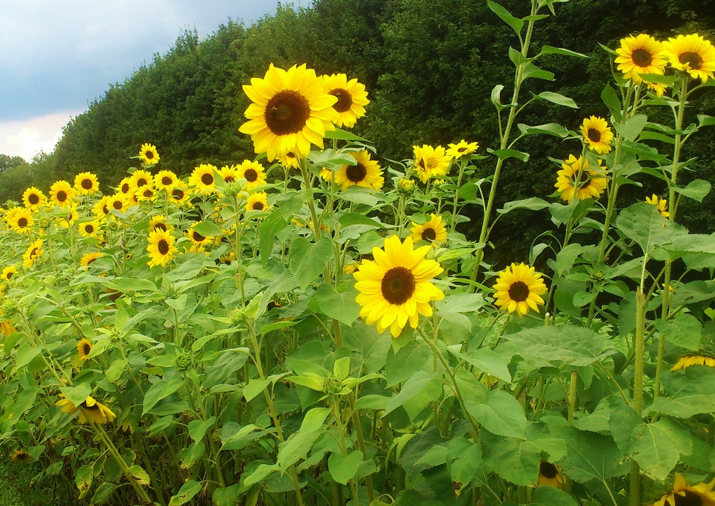 Sonnenblume, Sonnenblumen, Helianthus, Gewöhnliche Sonnenblume, Helianthus annuus