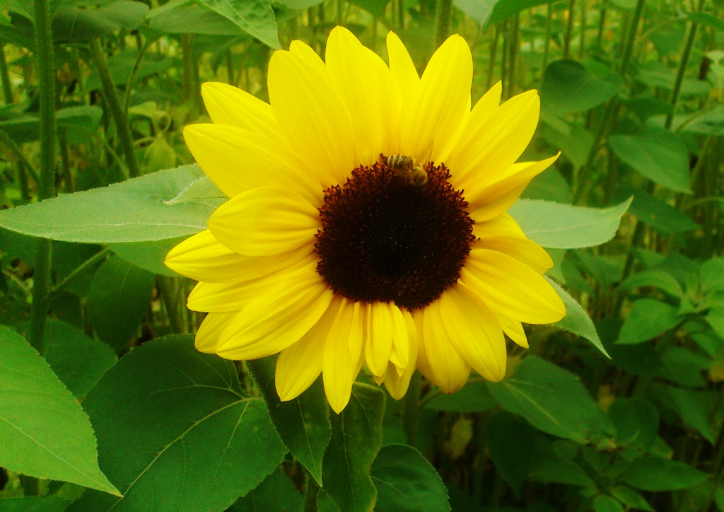 Sonnenblume, Sonnenblumen, Helianthus, Gewöhnliche Sonnenblume, Helianthus annuus