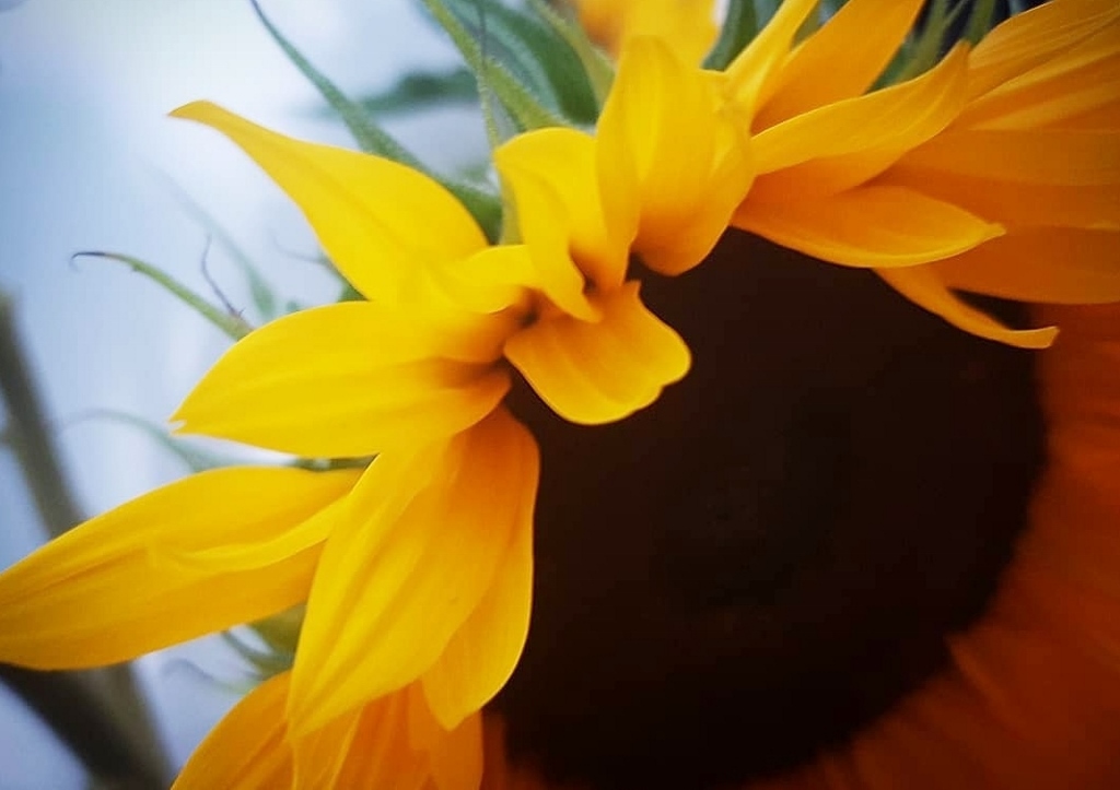 Sonnenblume, Sonnenblumen, Helianthus, Stauden-Sonnenblume, Helianthus decapetalus, Triomphe de Grand