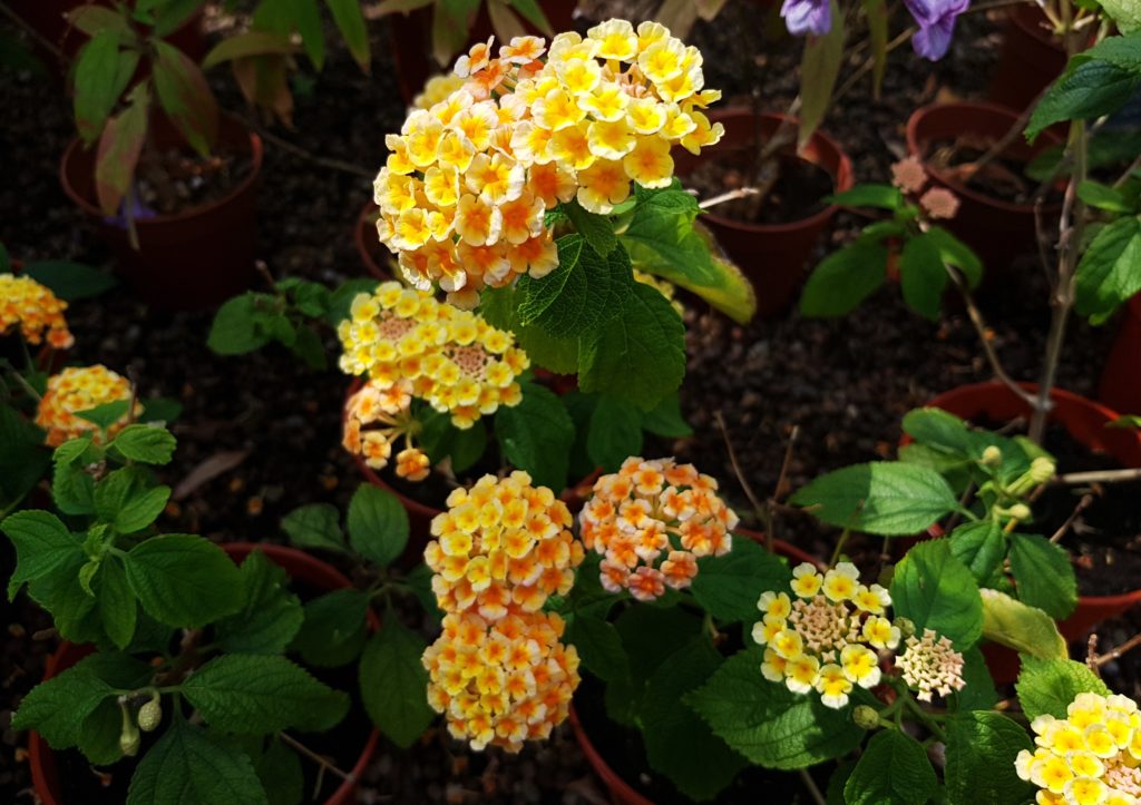 Wandelröschen, Lantana