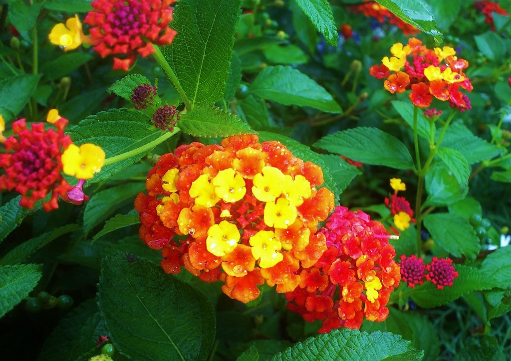 Wandelröschen, Lantana