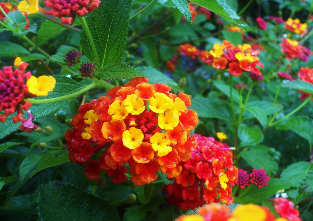 Wandelröschen, Lantana