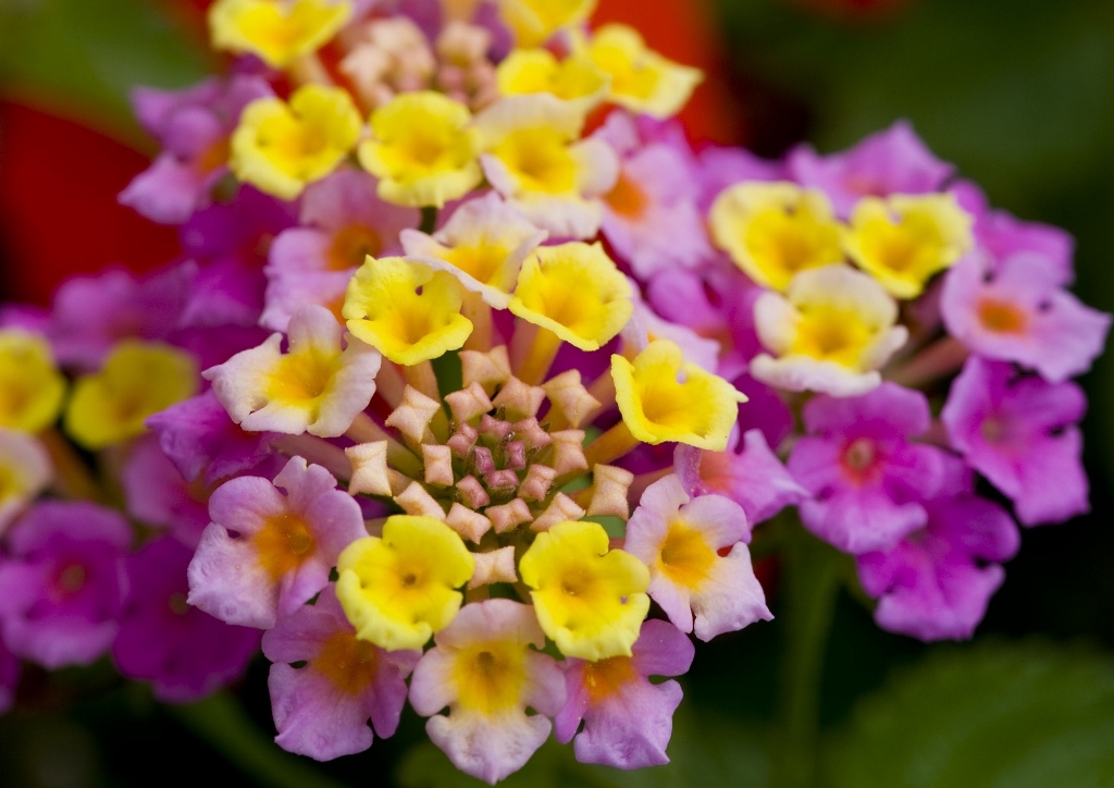 Wandelröschen, Lantana, Evita Pink