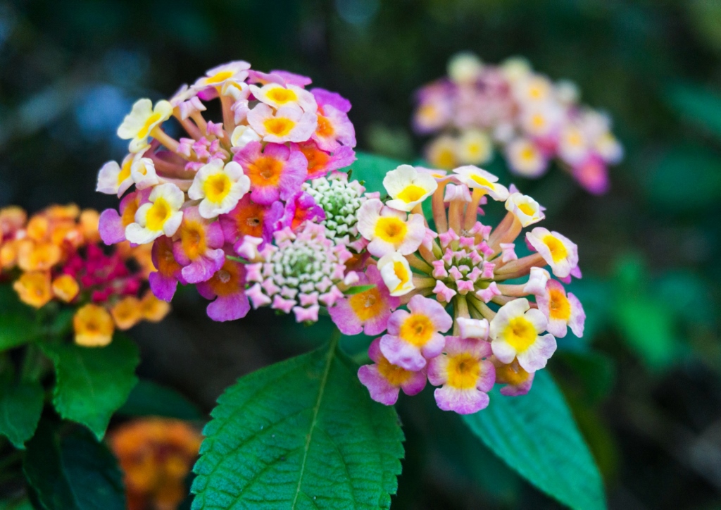 Wandelröschen, Lantana, Evita Pink