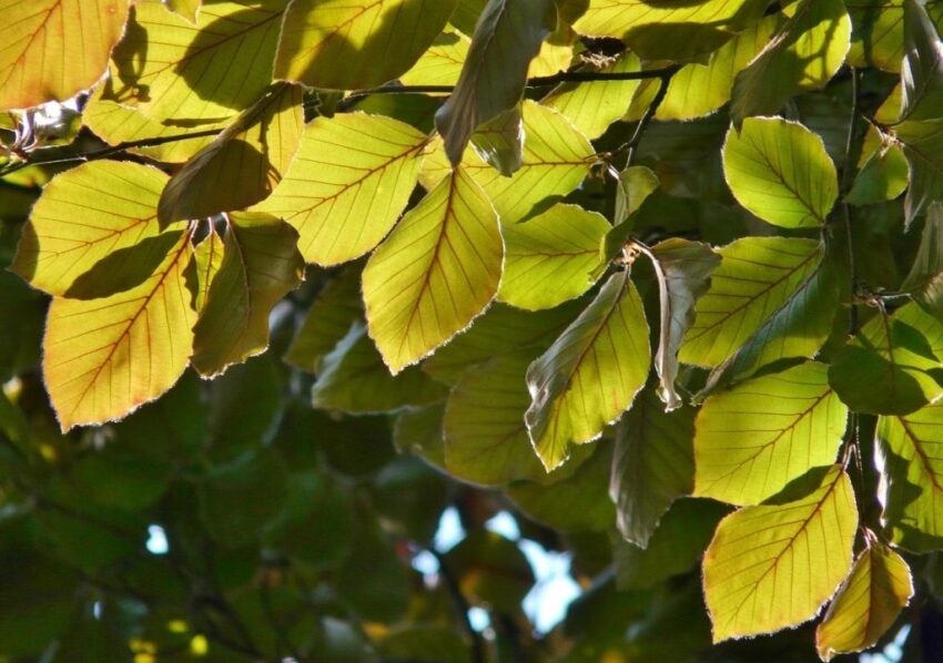 Buche, Buchen, Buchenbaum, Fagus, Nothofagus, Carpinus