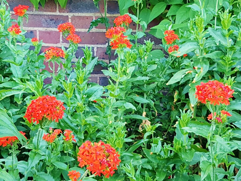 Stauden, Freiflächenstauden, Scharlachlichtnelke, Brennende Liebe, Lychnis chalcedonica