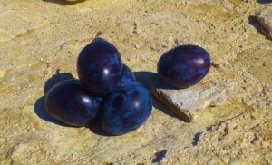 Pflaume, Pflaumen, Pflaumenbaum, Prunus, Prunus domestica