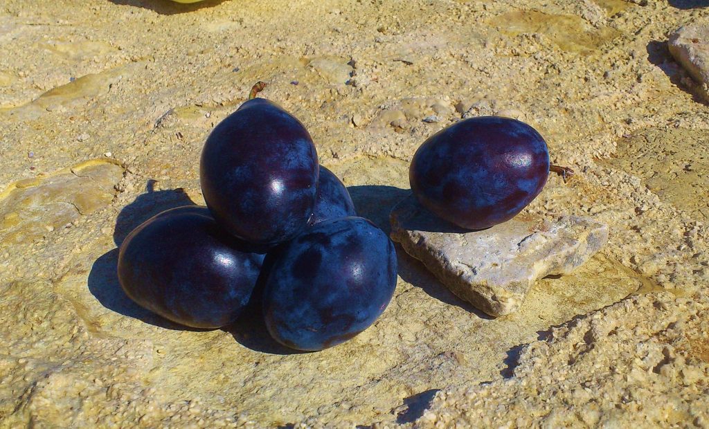 Pflaume, Pflaumen, Pflaumenbaum, Prunus, Prunus domestica