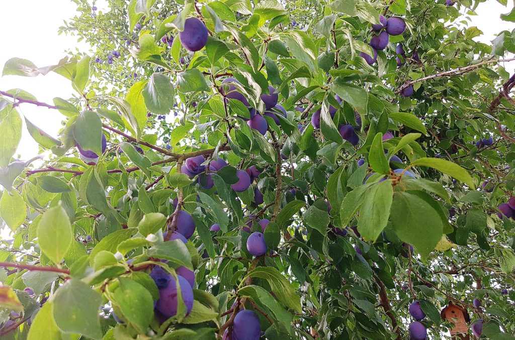 Pflaume, Pflaumen, Pflaumenbaum, Prunus, Prunus domestica