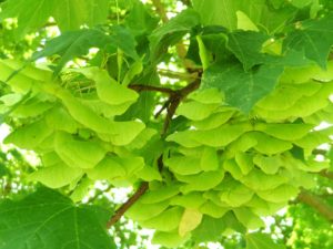 Ahorn, Kugelahorn, Acer, Acer globosum, Nasenzwicker