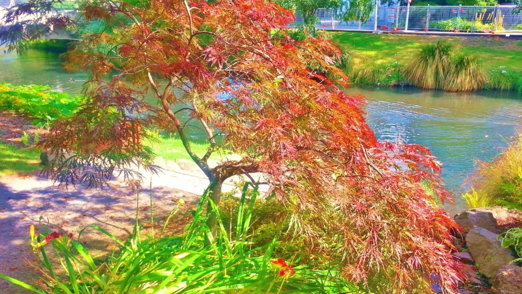 Japanischer Ahorn, Ahorn, Fächerahorn, Acer palmatum, Bonsai