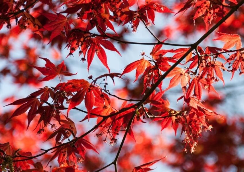 japanischer Ahorn, Acer palmatum