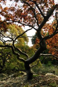Japanischer Ahorn, Ahorn, Fächerahorn, Bonsai