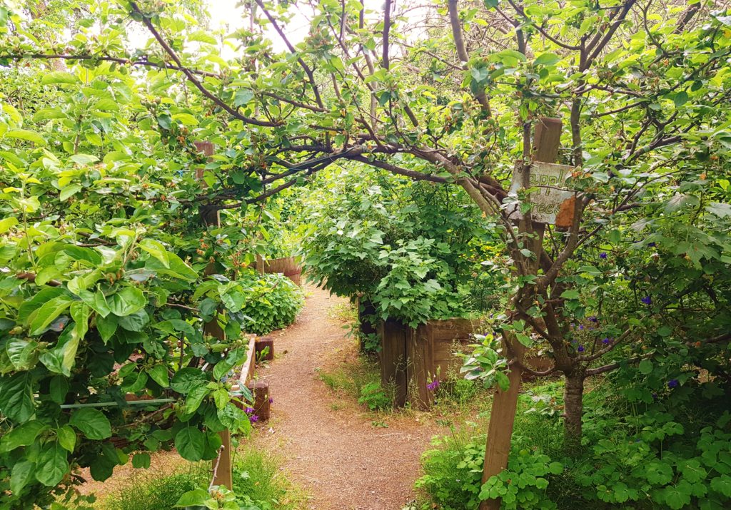 Obst, Gartenobst, Obstbaum
