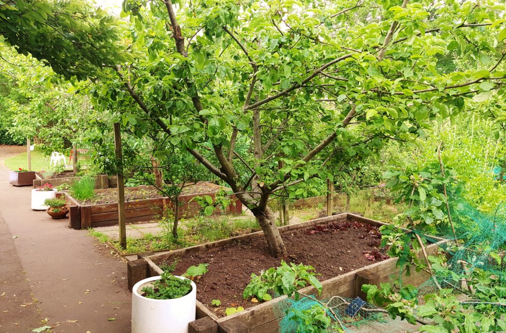 Obst, Gartenobst, Obstbäume