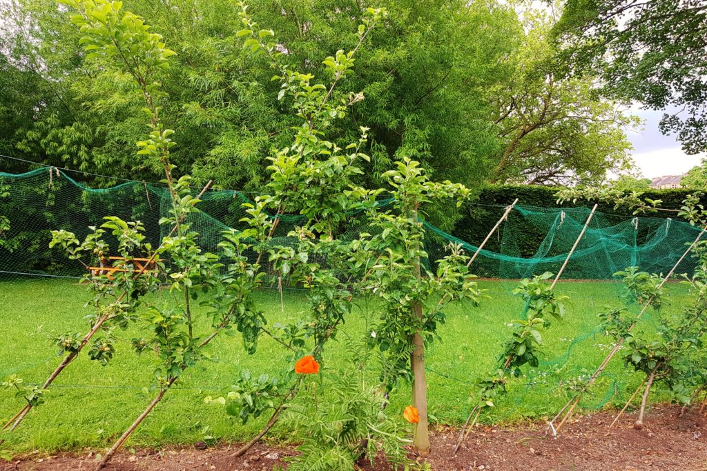 Obst, Gartenobst, Apfel, Apfelhecke