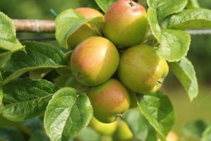 Obst, Gartenobst, Kernobst, Apfel, Äpfel