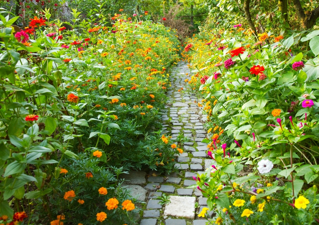 Naturgarten, Wildblumen, Wildstauden