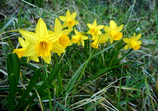 Narzisse, Narzissen, Narcissus, Osterglocken, Doreen Cheema