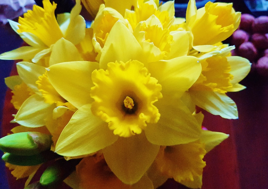 Amaryllisgewächse, Narzisse, Narzissen, Narcissus, Osterglocken, Frühlingsblumen