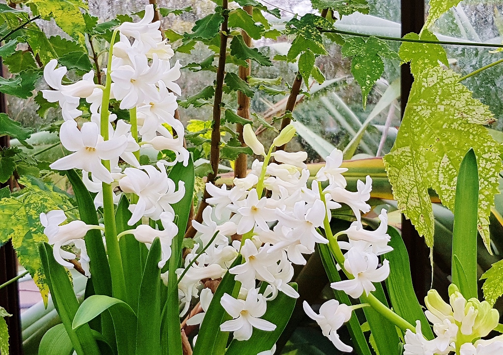 Hyazinthe, Hyacinthus, Hyazinthen, weiße Hyazinthen