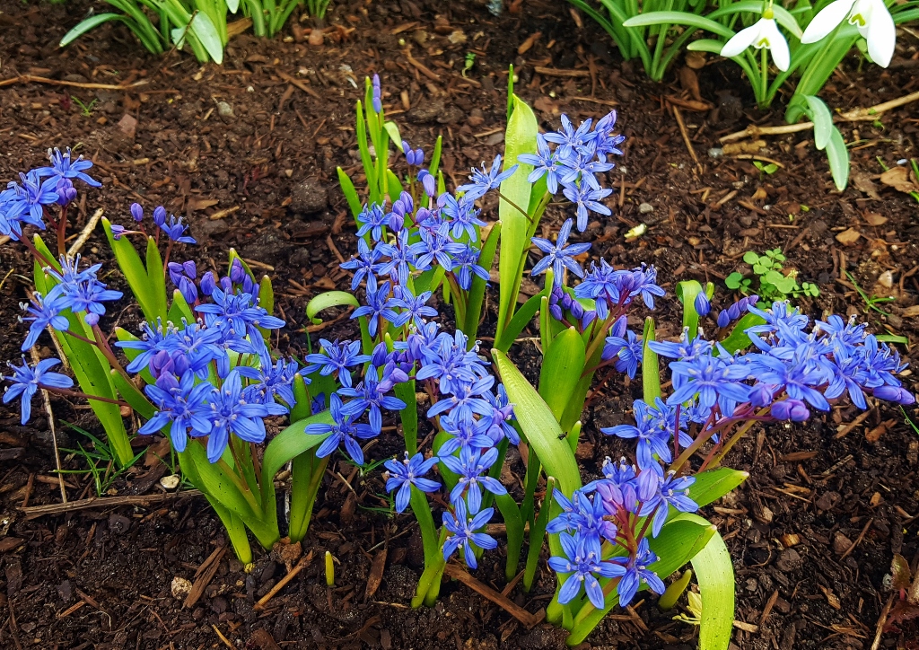 Hyazinthe, Hyacinthus, Hyazinthen, Wilde Hyazinthe, Wilde Hyazinthen