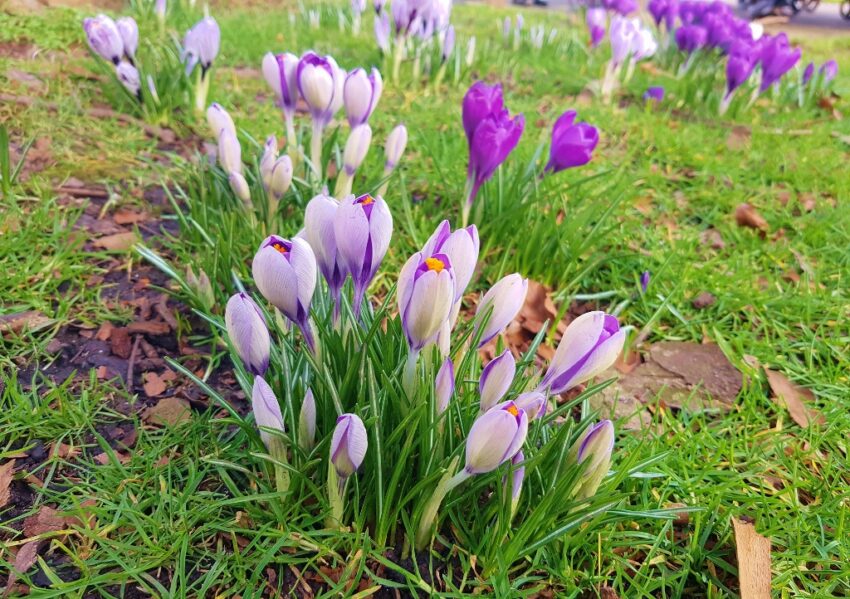 Krokus, Krokusse, Elfen-Krokus, Crocus tommasinianus, Glasgow Botanic Garden