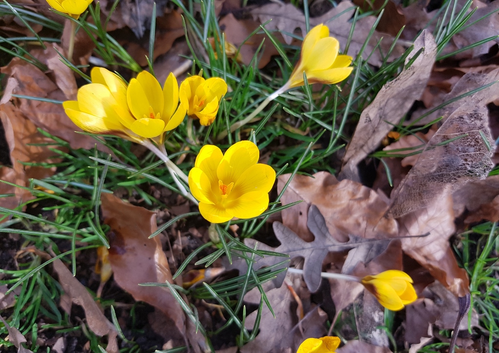 Krokus, Krokusse, Crocus, Gelber Korkus, Glasgow Botanic Garden