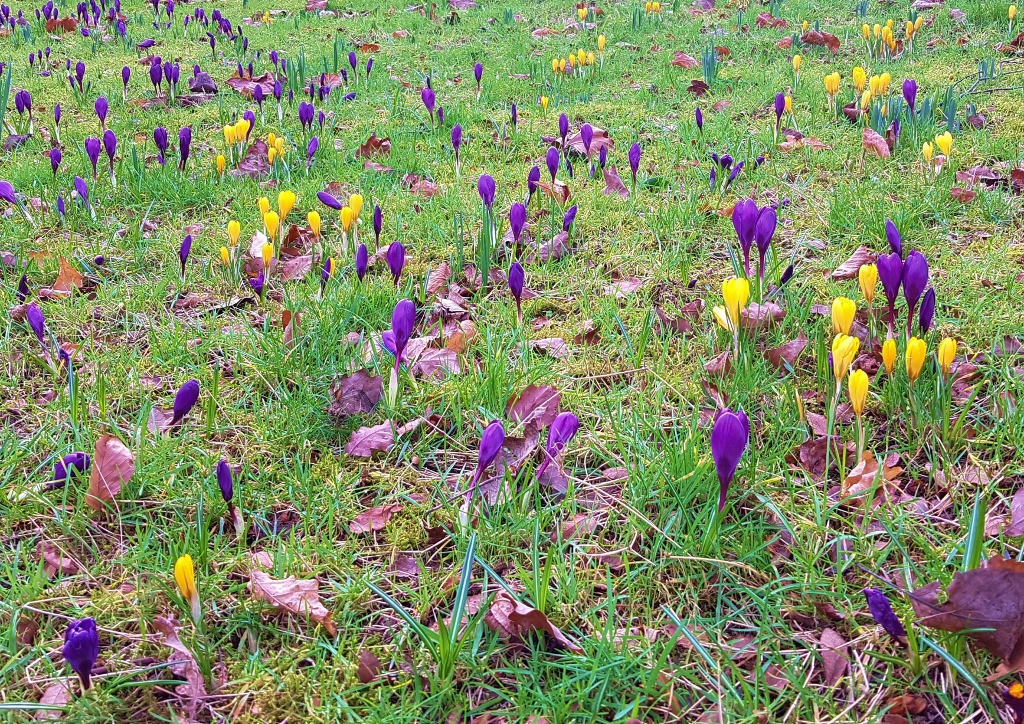 Krokus, Krokusse, Crocus, Glasgow Botanic Garden