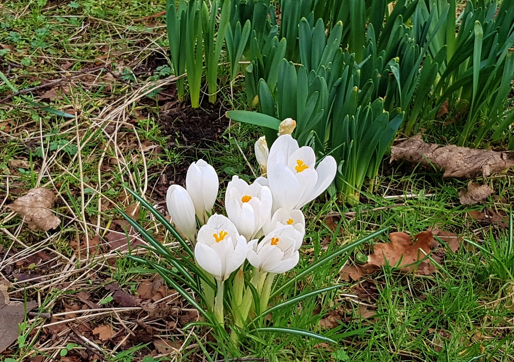 Krokus, Krokusse, Crocus, Frühlings-Krokus, Crocus vernus, Jeanne D'Arc, Glasgow Botanic Garden