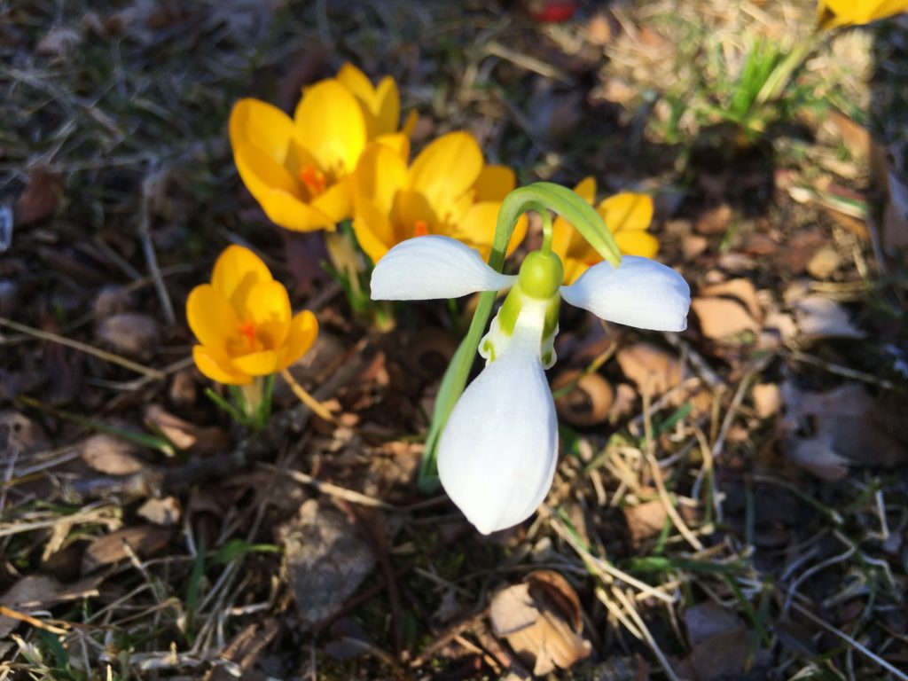 Schneeglöckchen, Galanthus