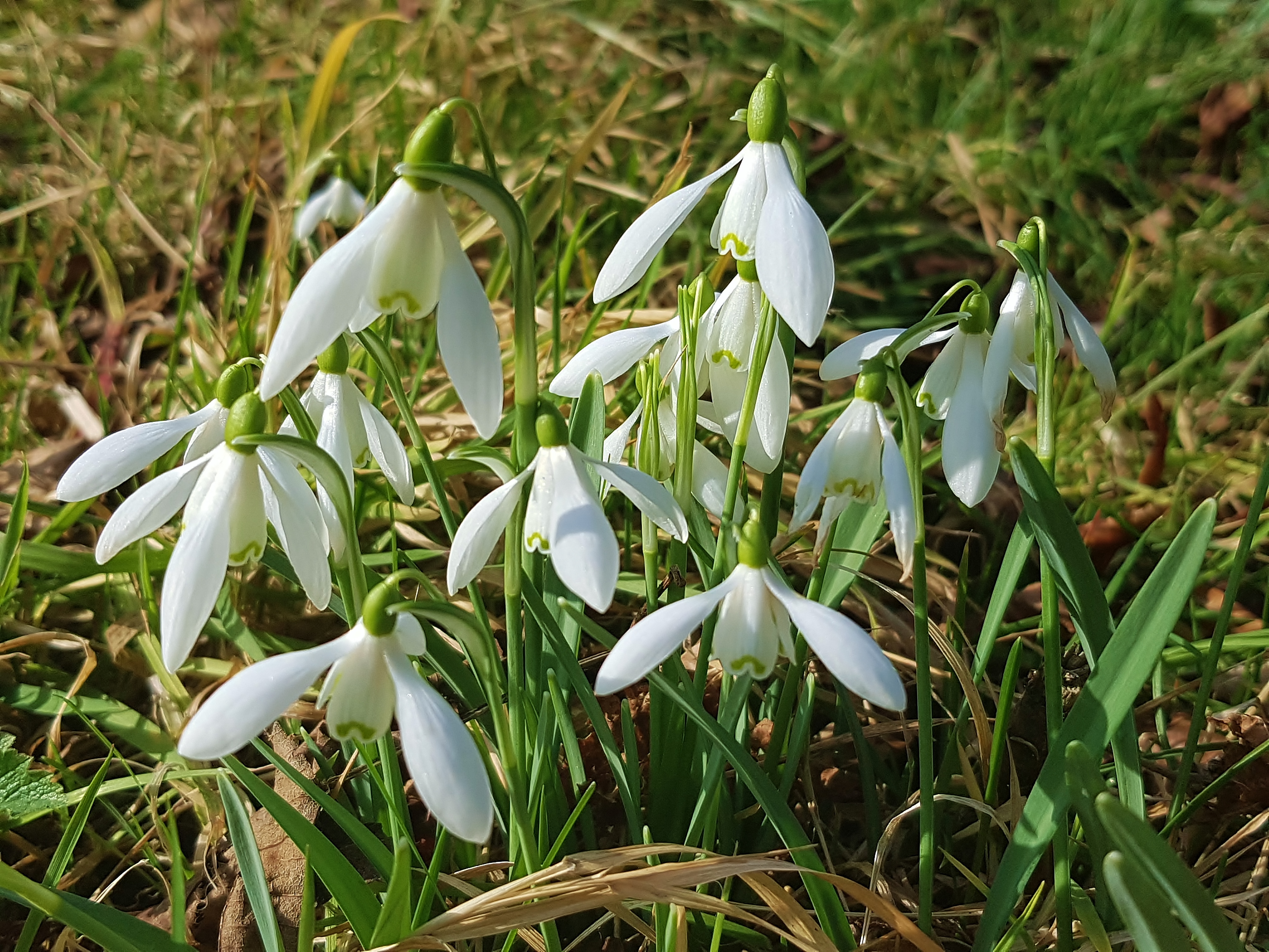 Schneeglöckchen, Galanthus